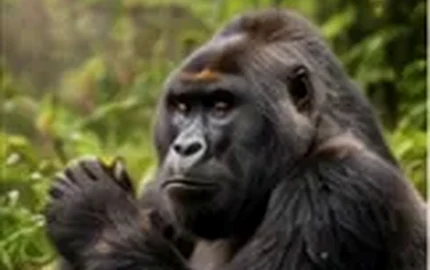 Akagera National Park
