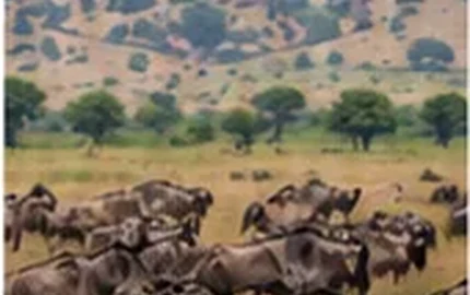 Ngorongoro Crater