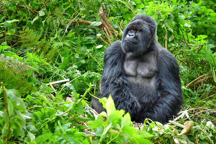 2 Days Gorilla Tracking Itinerary