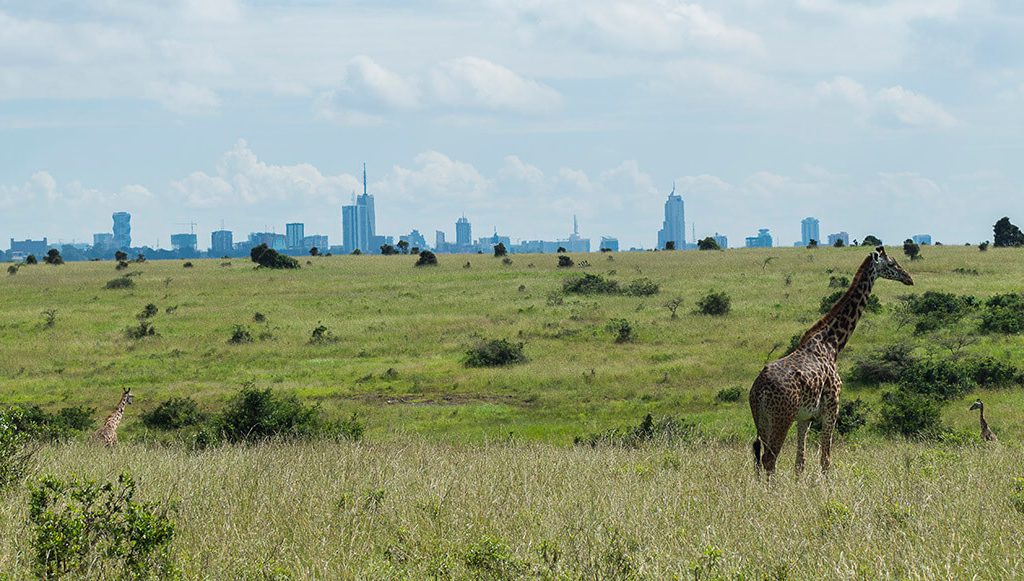 Top 10 Safari Destinations in Kenya for First-Time Travelers