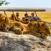 wildlife safari in Kenya