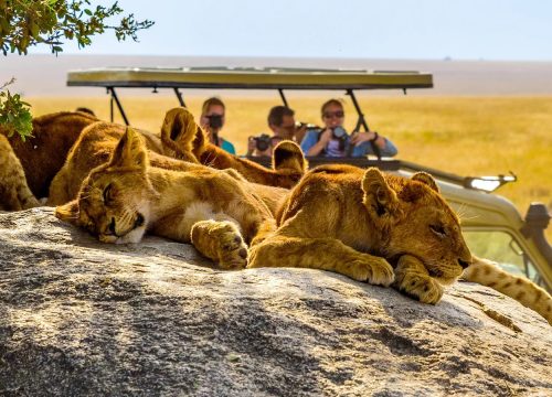 Wildlife Safari in Kenya: Practical Tips for a Safe and Responsible Journey