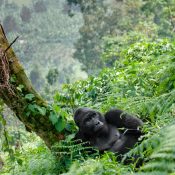 3 days gorilla trekking safari uganda