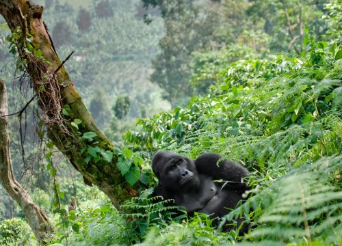 Planning a 3 Days Gorilla Trekking Safari Uganda: Everything You Need