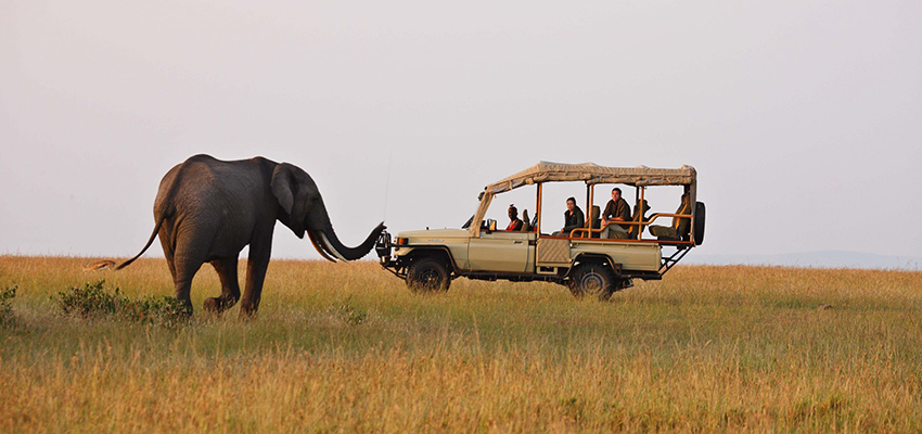 Maasai Mara safari tour