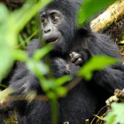 gorilla trekking safaris in rwanda