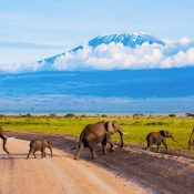 kenya safari tours
