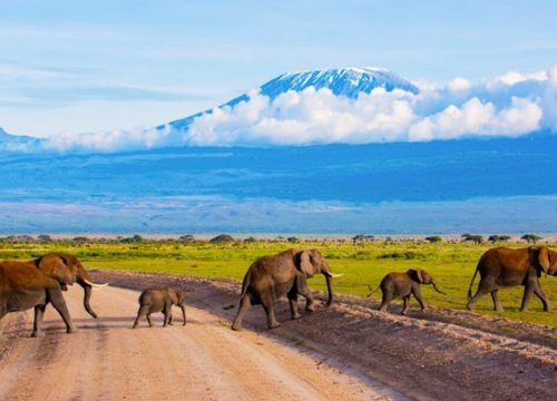 Kenya Safaris Tours Guide: The Ideal 7–10 Day Safari Itinerary & Budget
