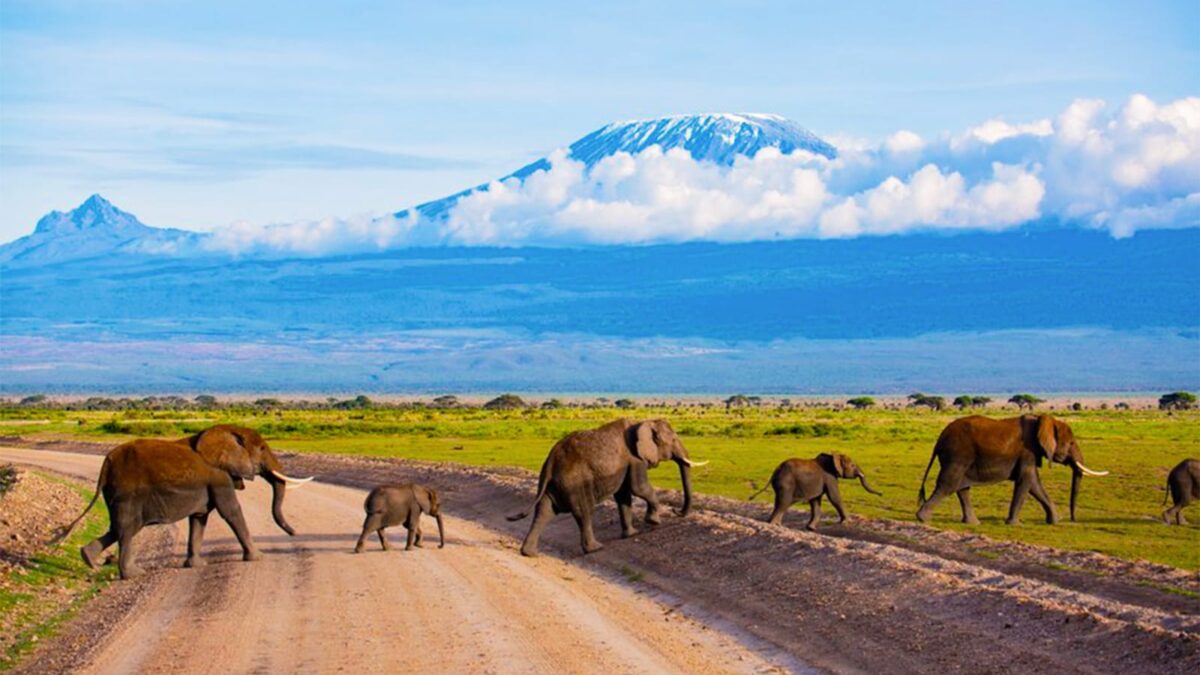 kenya safari tours