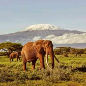 kenya safari amboseli