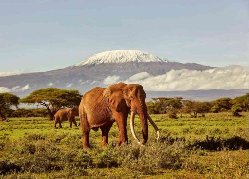 Kenya Safari Amboseli Guide: Best Game Drives and Scenic Views