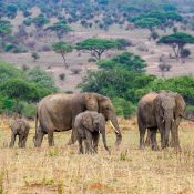 tanzania holiday safari