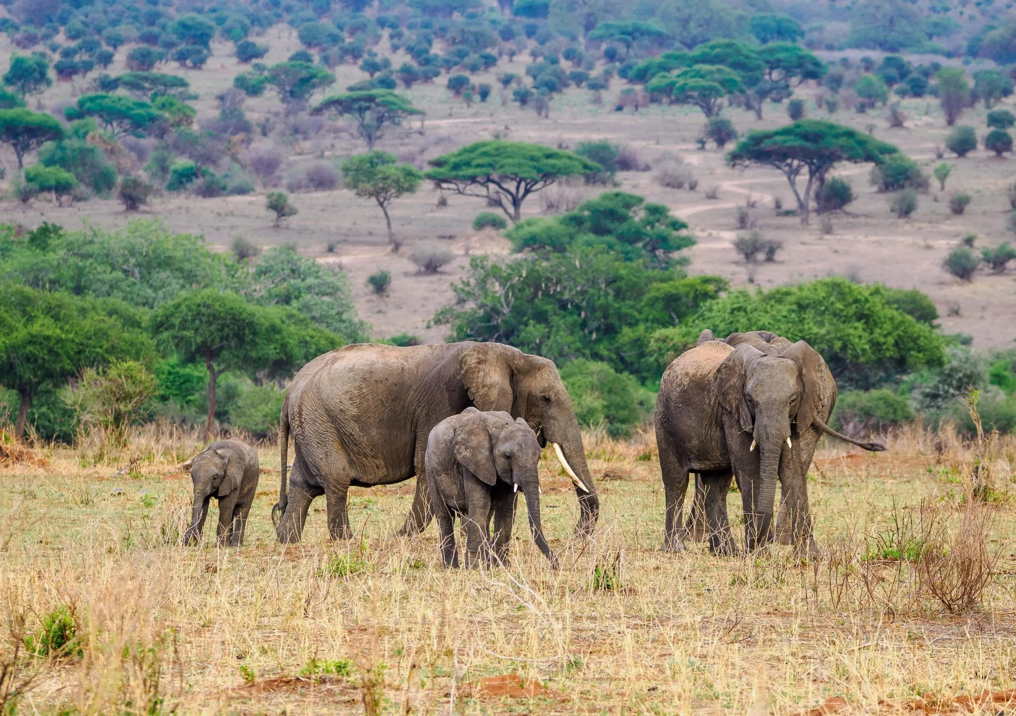 tanzania holiday safari