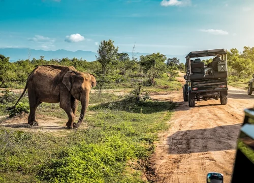 Tanzania Safari Packages: From Budget Adventures to Luxury Escapes
