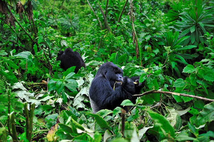 mountain gorillas rwanda