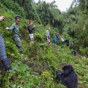 rwanda gorilla trekking