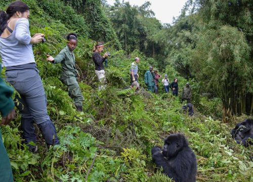 Rwanda Gorilla Trekking Travel Advice: From Arrival to the Forest Trails