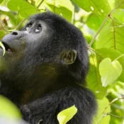 Uganda gorilla trekking