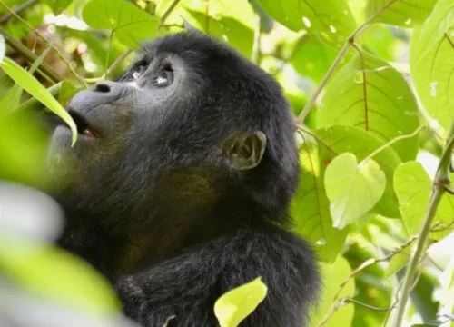 Step-by-Step Guide to Planning a Uganda Gorilla Trekking Safari