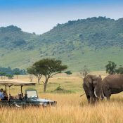 African safari tours Kenya