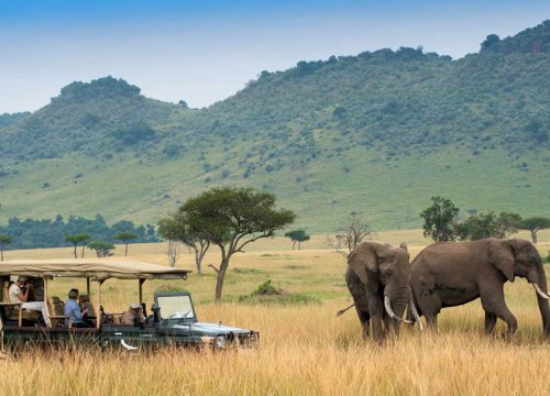 African Safari Tours Kenya: 10 Amazing Packages You Must Explore
