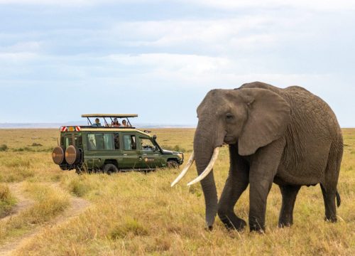 Kenya Safari Amboseli Guide for Nature Lovers and Wildlife Seekers