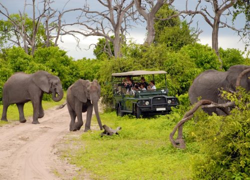 African Wildlife Adventure Guide: Where to Go and What to See
