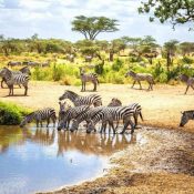Tanzania safari packages