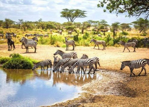 Tanzania Safari Packages for First-Time and Experienced Travelers