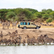 Uganda safaris and tours