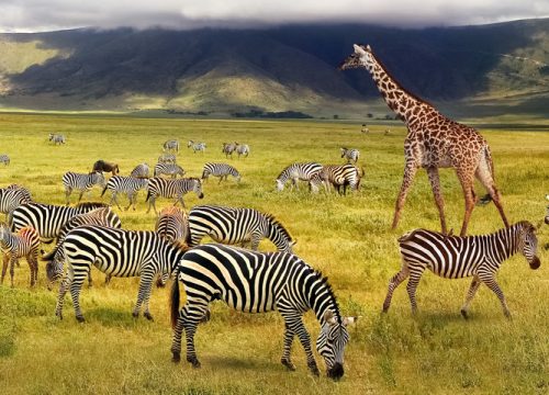 African Safari in Kenya and Its Most Iconic Wildlife Regions