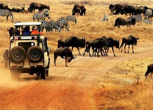 Kenya Wildlife Safari Packages for First-Time Safari Travelers