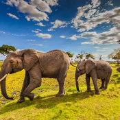 wildlife safari in kenya