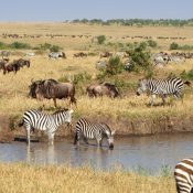wildlife safari in kenya