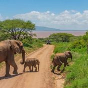 Serengeti Tanzania safari