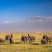 Safari tours East Africa