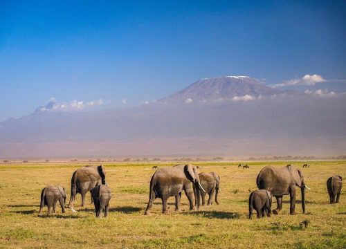 Safari Tours East Africa: Understanding Routes, Landscapes, and Wildlife