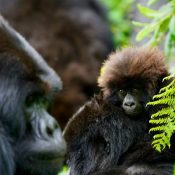 rwanda gorilla trekking