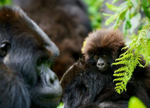 Why Rwanda Gorilla Trekking Is Africa’s Most Exclusive Wildlife Experience