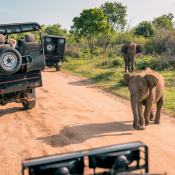 safari adventure travel