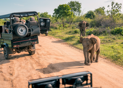 Safari Adventure Travel: What to Expect From Your First African Safari