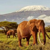 kenya safari amboseli