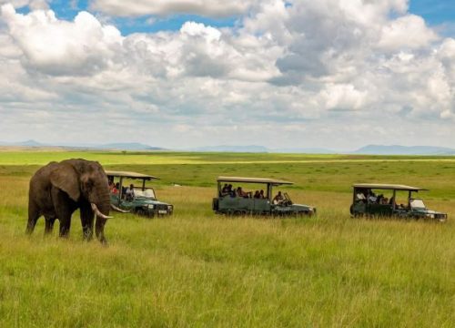 The Role of Local Guides in an Authentic African Safari in Kenya