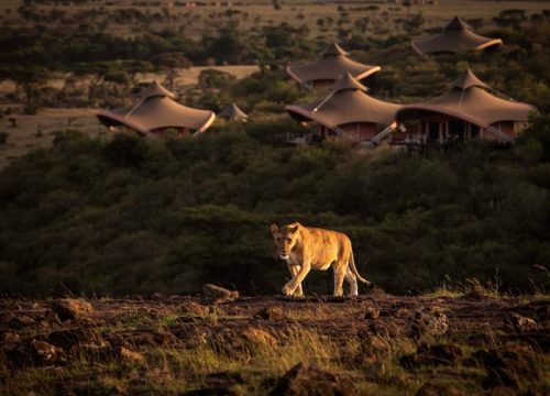 Everything You Need to Know Before Booking Safari Trips to Kenya