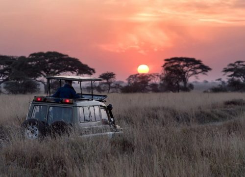 A Guide to Luxury Uganda Safaris and High-End Wildlife Experiences