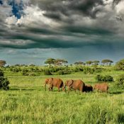 tanzania migration safari