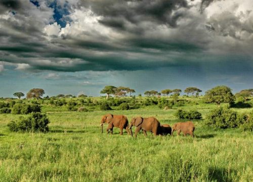 A Complete Guide to Experiencing the Tanzania Migration Safari