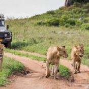 How to Plan a Wildlife Safari in Kenya