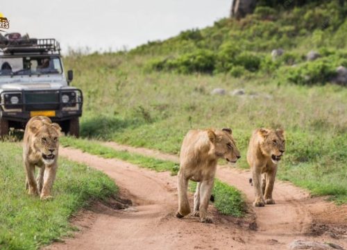 How to Plan a Wildlife Safari in Kenya (Step-by-Step Guide)