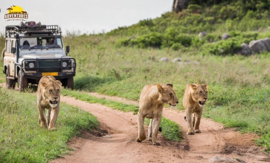 How to Plan a Wildlife Safari in Kenya